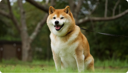 ペットコンパス